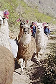Llama breeding in Peruvian puna